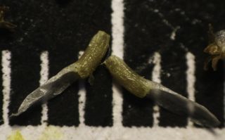 Otoglyphis pubescens (Desf.) Pomel subsp. pubescens [12/19]