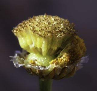 Otoglyphis pubescens (Desf.) Pomel subsp. pubescens [11/19]