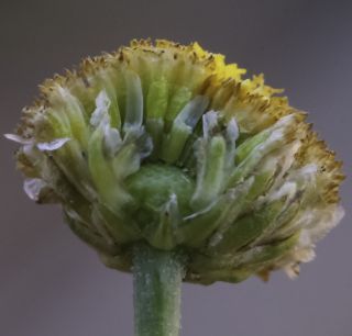 Otoglyphis pubescens (Desf.) Pomel subsp. pubescens [10/19]