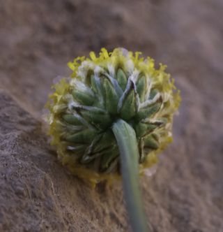 Otoglyphis pubescens (Desf.) Pomel subsp. pubescens [9/19]