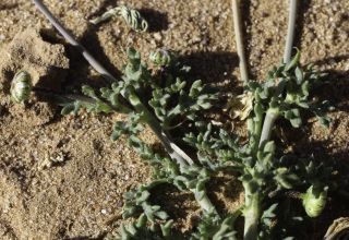 Otoglyphis pubescens (Desf.) Pomel subsp. pubescens [7/19]
