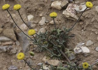 Otoglyphis pubescens (Desf.) Pomel subsp. pubescens [2/19]