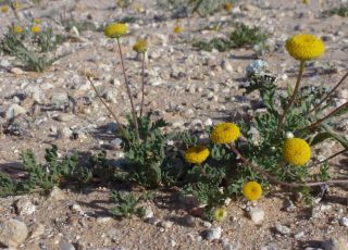 Otoglyphis pubescens (Desf.) Pomel subsp. pubescens [3/19]