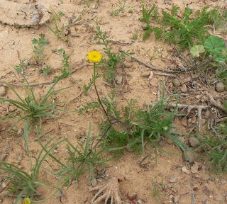 Otoglyphis pubescens (Desf.) Pomel subsp. pubescens [1/19]