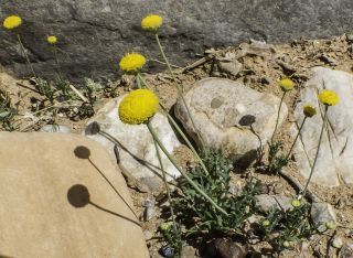 Otoglyphis pubescens (Desf.) Pomel subsp. pubescens [4/19]
