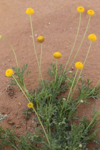 Otoglyphis pubescens (Desf.) Pomel subsp. pubescens [13/19]