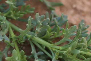 Otoglyphis pubescens (Desf.) Pomel subsp. pubescens [14/19]
