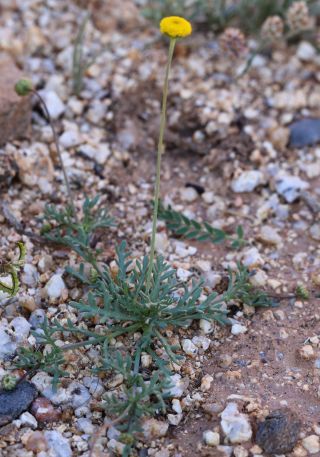Otoglyphis pubescens (Desf.) Pomel subsp. pubescens [15/19]