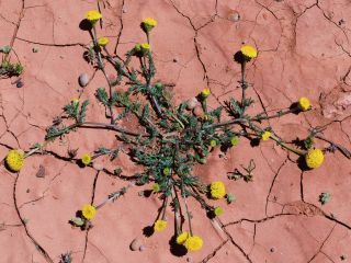 Otoglyphis pubescens (Desf.) Pomel subsp. pubescens [16/19]