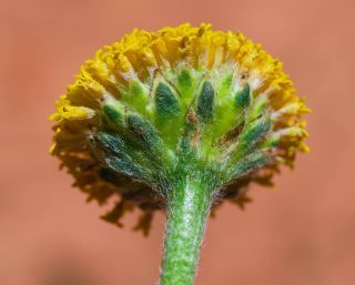 Otoglyphis pubescens (Desf.) Pomel subsp. pubescens [17/19]