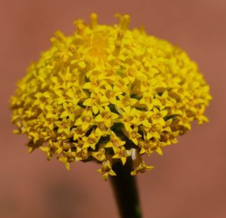 Otoglyphis pubescens (Desf.) Pomel subsp. pubescens [18/19]