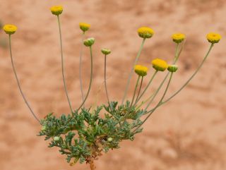Otoglyphis pubescens (Desf.) Pomel subsp. pubescens [19/19]