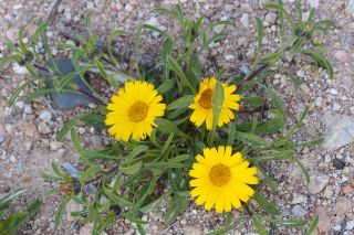 Pallenis maritima (L.) Greuter [3/4]