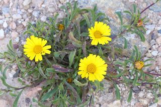 Pallenis maritima (L.) Greuter [4/4]