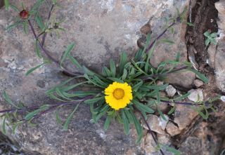 Pallenis maritima (L.) Greuter [5/5]