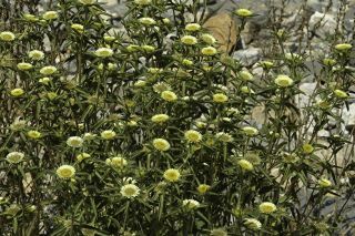 Pallenis spinosa (L.) Cass. subsp. maroccana (Aurich & Podlech) Greuter [4/4]
