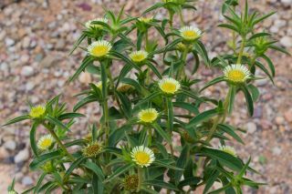 Pallenis spinosa (L.) Cass. subsp. maroccana (Aurich & Podlech) Greuter [5/8]