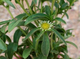 Pallenis spinosa (L.) Cass. subsp. maroccana (Aurich & Podlech) Greuter [6/8]