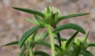 Pallenis spinosa (L.) Cass. subsp. maroccana (Aurich & Podlech) Greuter [7/8]
