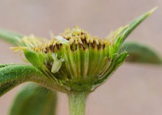 Pallenis spinosa (L.) Cass. subsp. maroccana (Aurich & Podlech) Greuter [8/8]