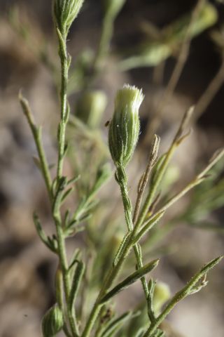 Pegolettia senegalensis Cass. [6/8]