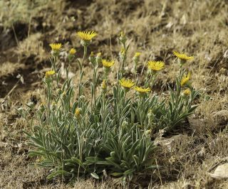 Pentanema montanum (L.) D.Gut.Larr., Santos-Vicente, Anderb., E.Rico & M.M.Mart.Ort., [2/8]