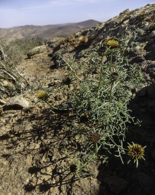 Perralderia coronopifolia Cosson subsp. purpurascens (Batt.) Maire [9/13]