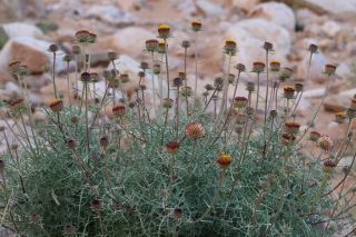 Perralderia coronopifolia Cosson subsp. purpurascens (Batt.) Maire [14/14]