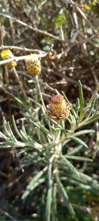 Phagnalon calycinum subsp. spathulatum (H. Lindb.) Maire [1/5]