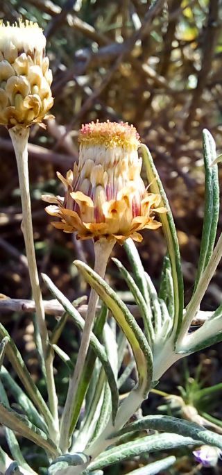 Phagnalon calycinum subsp. spathulatum (H. Lindb.) Maire [2/5]