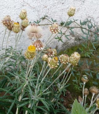 Phagnalon calycinum subsp. spathulatum (H. Lindb.) Maire [4/5]