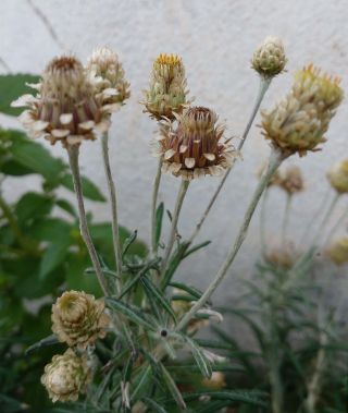 Phagnalon calycinum subsp. spathulatum (H. Lindb.) Maire [5/5]