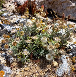 Phagnalon calycinum subsp. spathulatum (H. Lindb.) Maire [7/11]