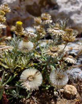 Phagnalon calycinum subsp. spathulatum (H. Lindb.) Maire [10/11]