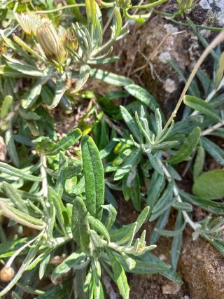 Phagnalon calycinum subsp. spathulatum (H. Lindb.) Maire [11/11]