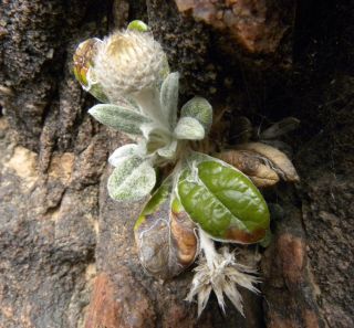 Phagnalon latifolium Maire [3/13]