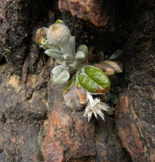Phagnalon latifolium Maire [4/13]