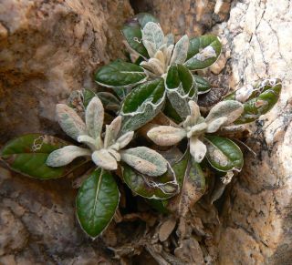 Phagnalon latifolium Maire [7/13]