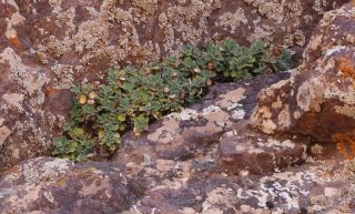 Phagnalon platyphyllum (Maire) Maire [2/5]
