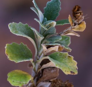 Phagnalon platyphyllum (Maire) Maire [4/5]