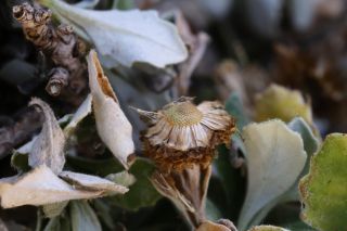 Phagnalon platyphyllum (Maire) Maire [5/5]