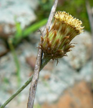 Phagnalon saxatile (L.) Cass. [2/12]
