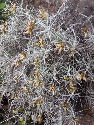 Phagnalon sordidum (L.) Rchb. [1/1]