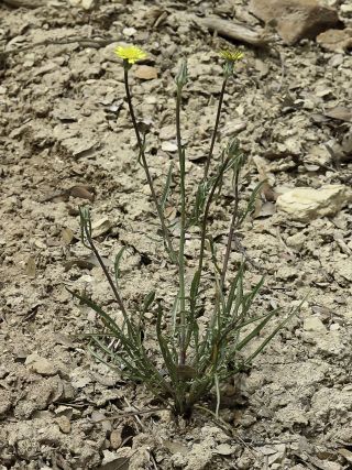 Podospermum laciniatum (L.) DC. [2/9]
