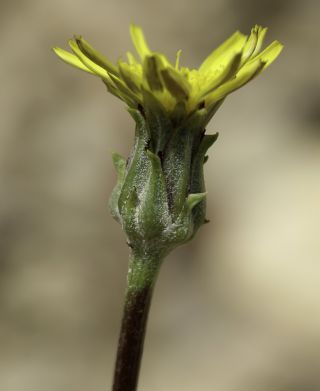 Podospermum laciniatum (L.) DC. [4/9]