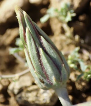 Podospermum laciniatum (L.) DC. [6/9]