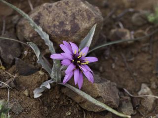 Pseudopodospermum undulatum (Vahl) Zaika, Sukhor. & N.Kilian [10/15]