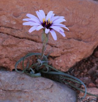 Pseudopodospermum undulatum (Vahl) Zaika, Sukhor. & N.Kilian [16/17]