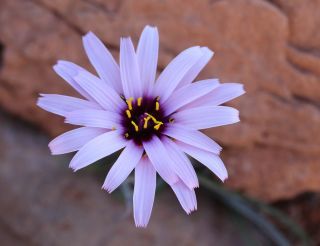 Pseudopodospermum undulatum (Vahl) Zaika, Sukhor. & N.Kilian [17/17]