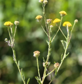 Pulicaria arabica subsp. hispanica (Boiss.) Murb. [5/16]